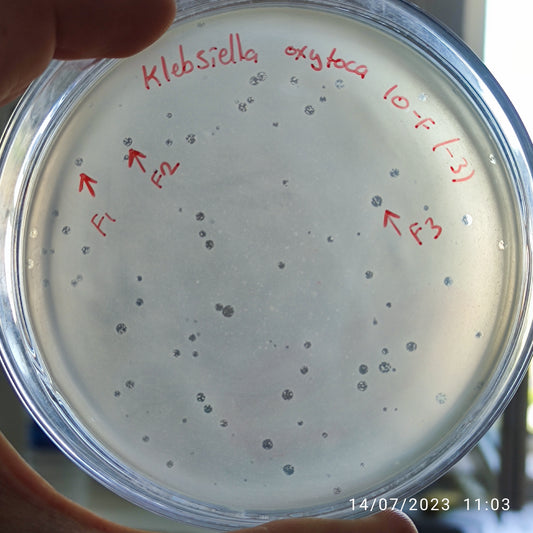 Klebsiella oxytoca bacteriophage 188010F