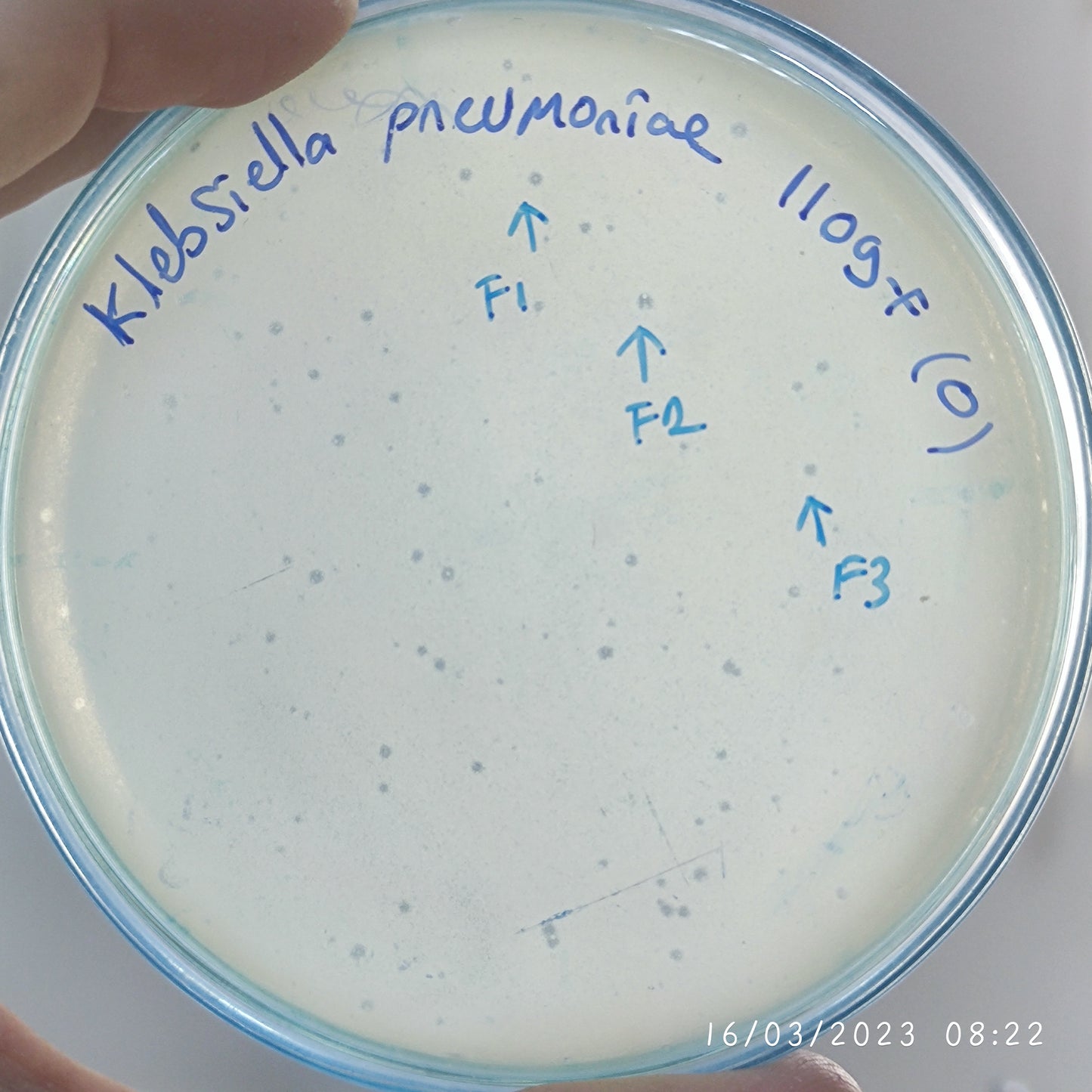 Klebsiella pneumoniae bacteriophage 181109F