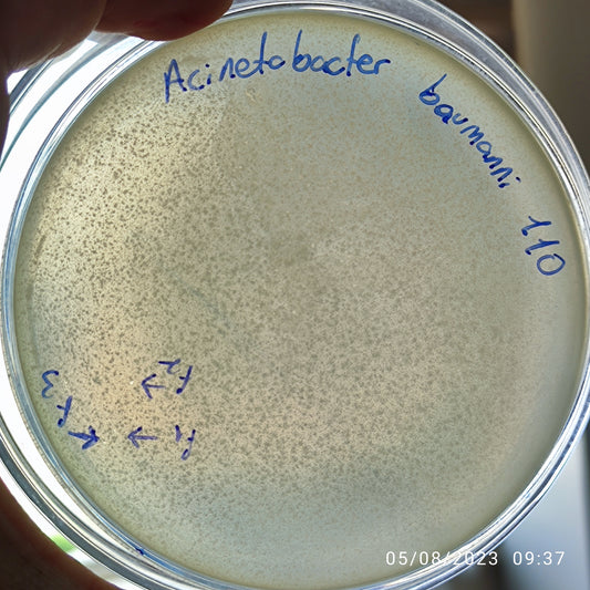 Acinetobacter baumannii bacteriophage 120110F