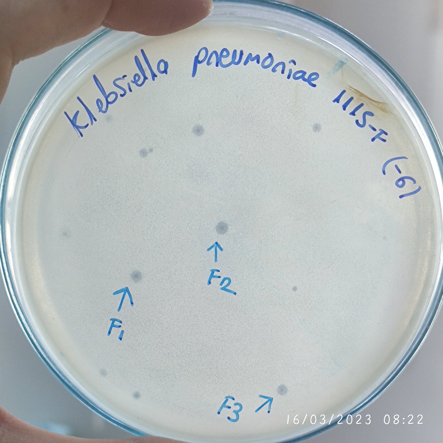 Klebsiella pneumoniae bacteriophage 181115F