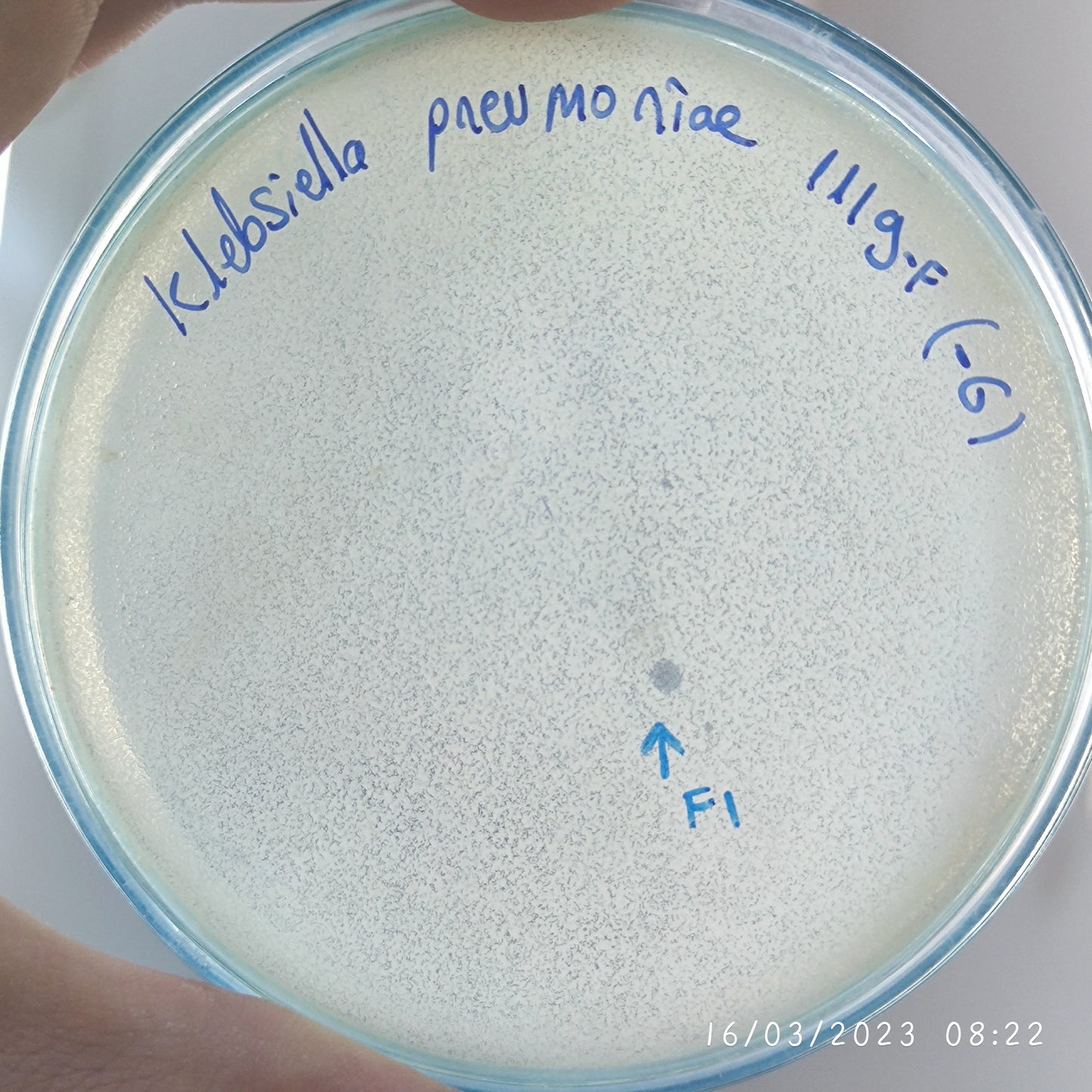 Klebsiella pneumoniae bacteriophage 181119F