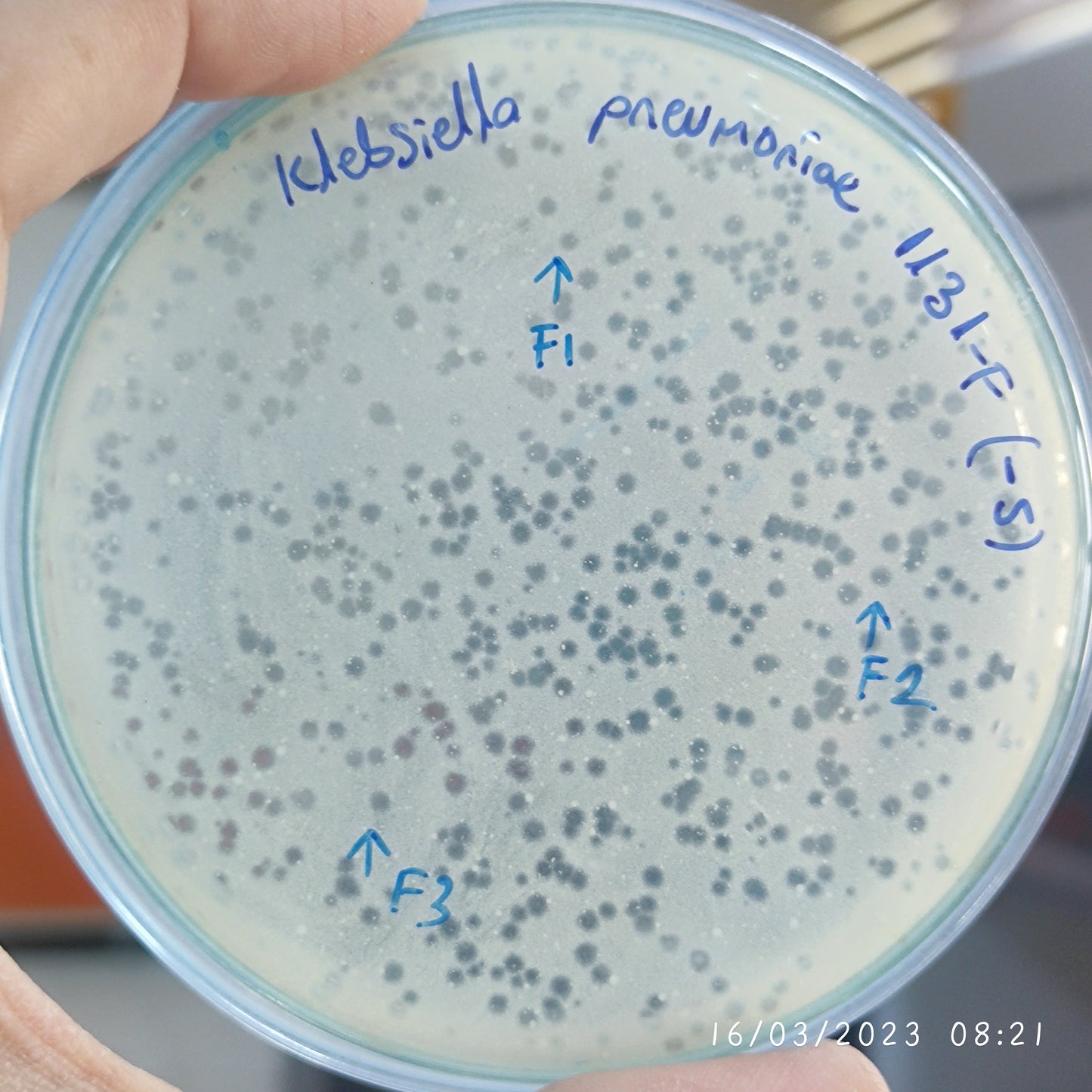 Klebsiella pneumoniae bacteriophage 181131F