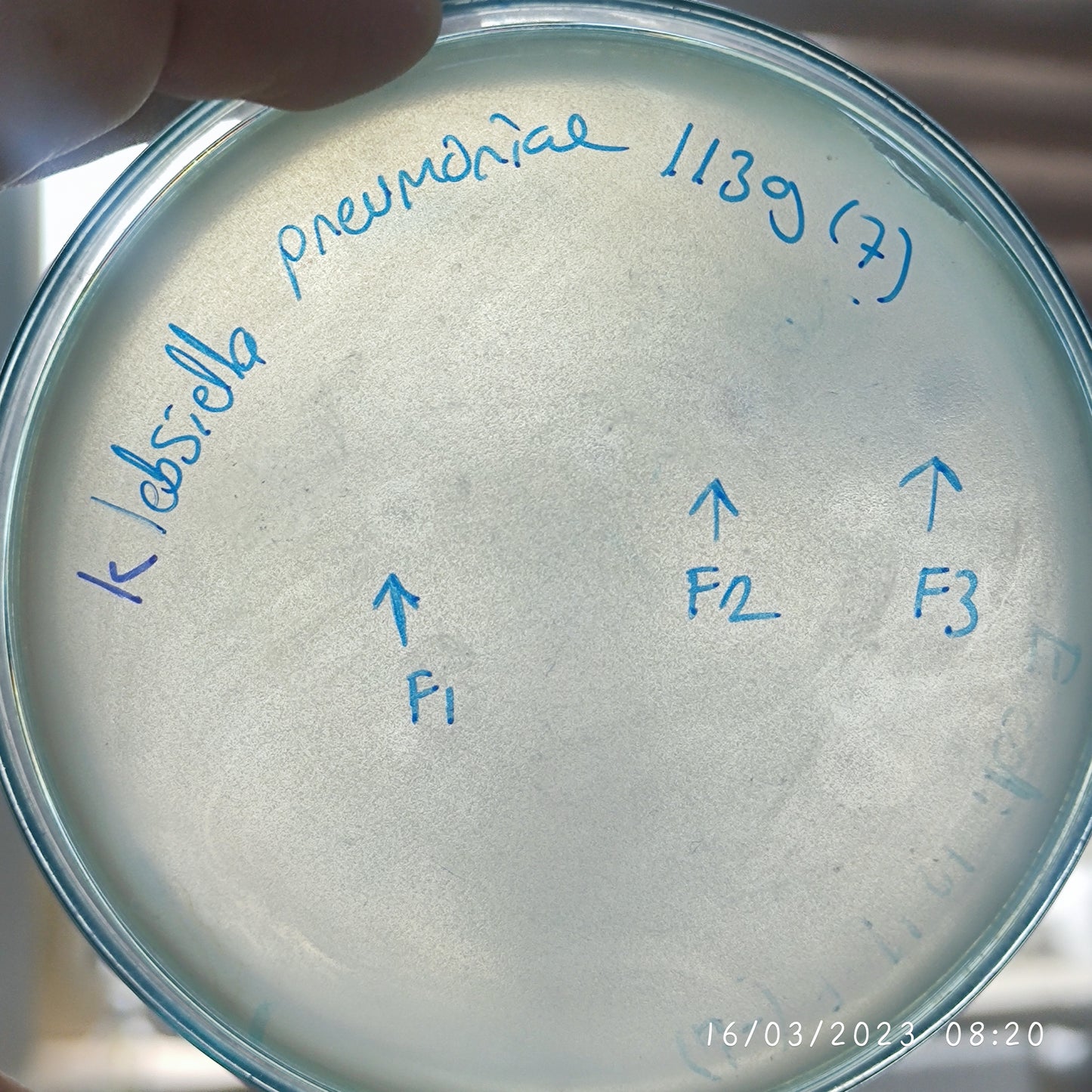 Klebsiella pneumoniae bacteriophage 181139F