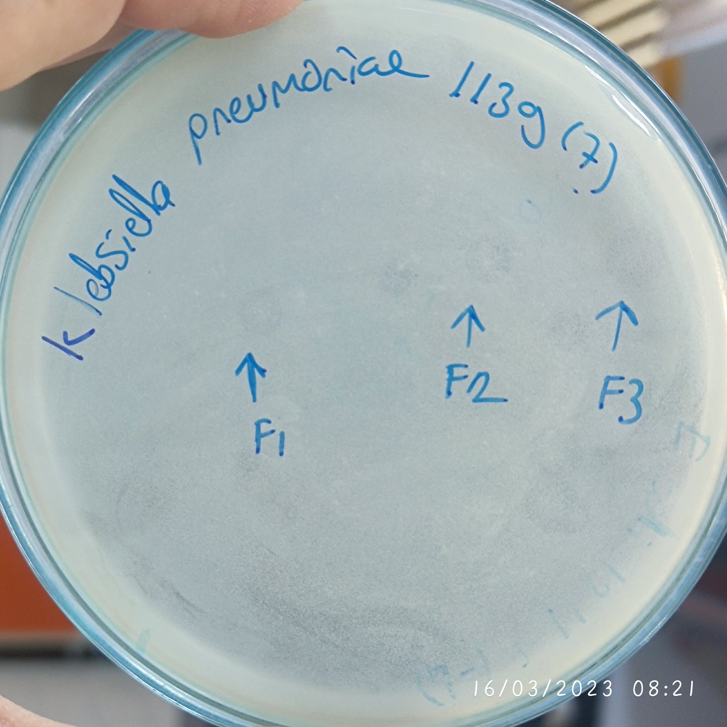 Klebsiella pneumoniae bacteriophage 181139F