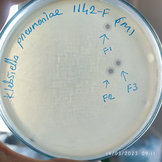 Klebsiella pneumoniae bacteriophage 181142F