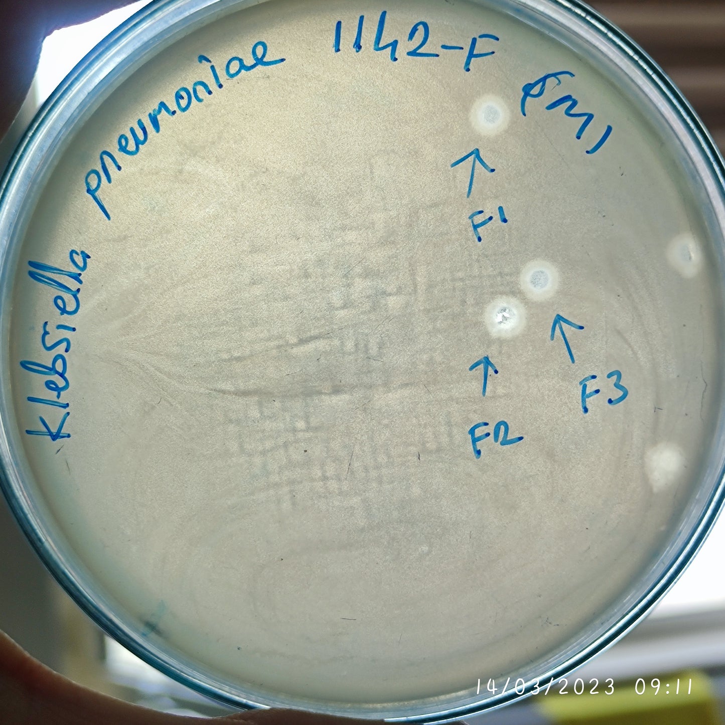 Klebsiella pneumoniae bacteriophage 181142F