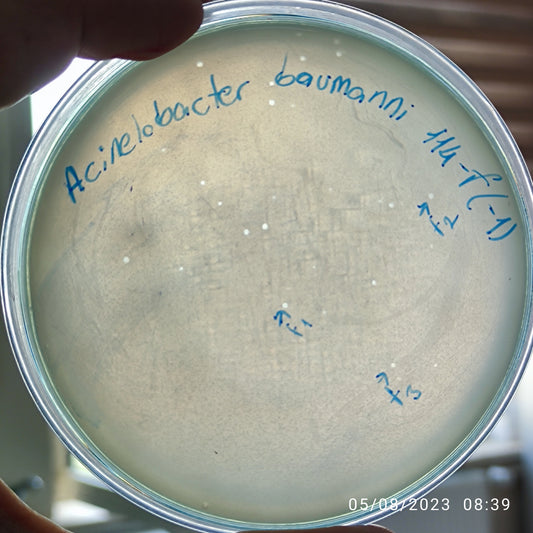 Acinetobacter baumannii bacteriophage 120114F