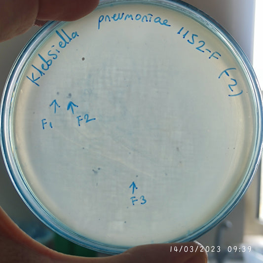 Klebsiella pneumoniae bacteriophage 181152F