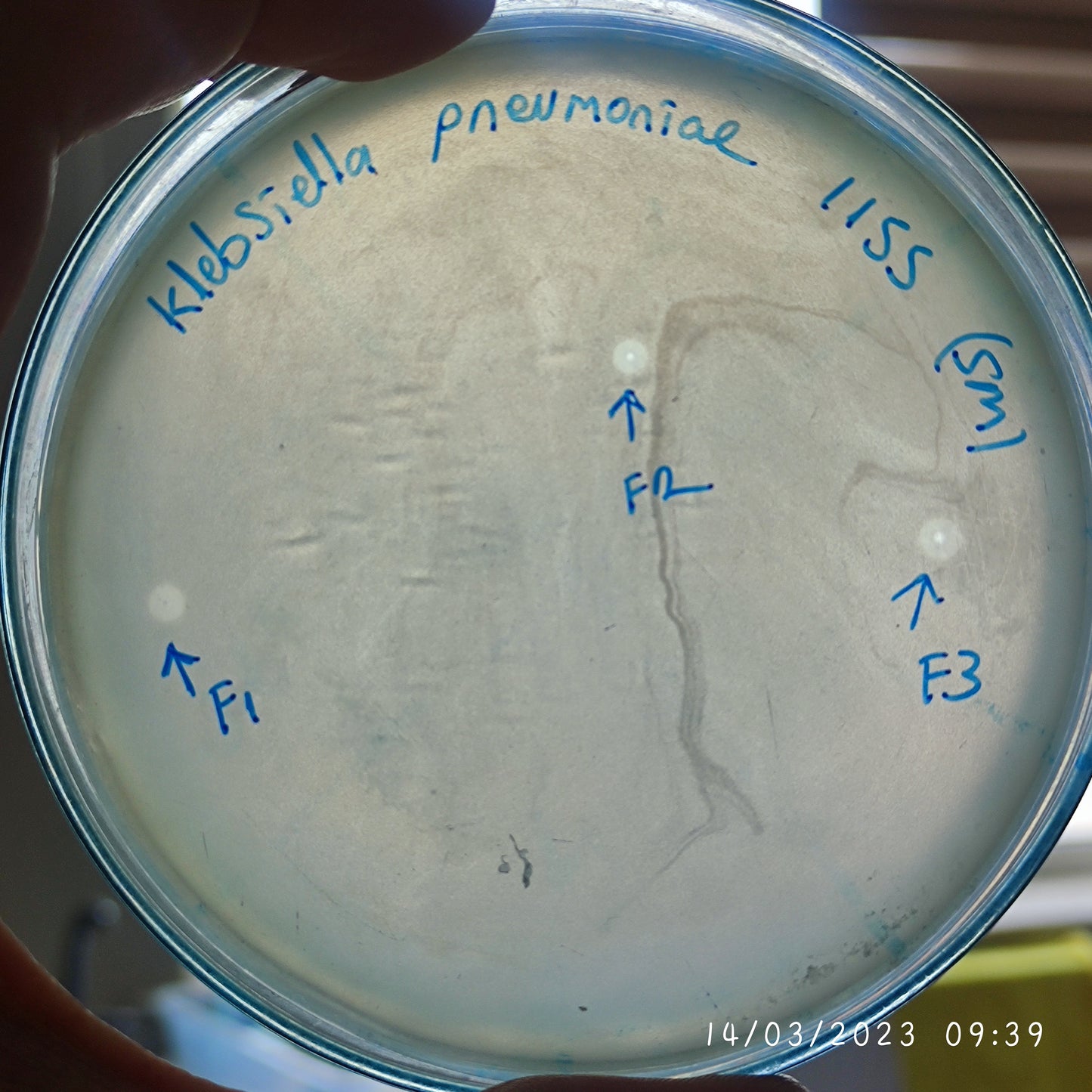 Klebsiella pneumoniae bacteriophage 181155F