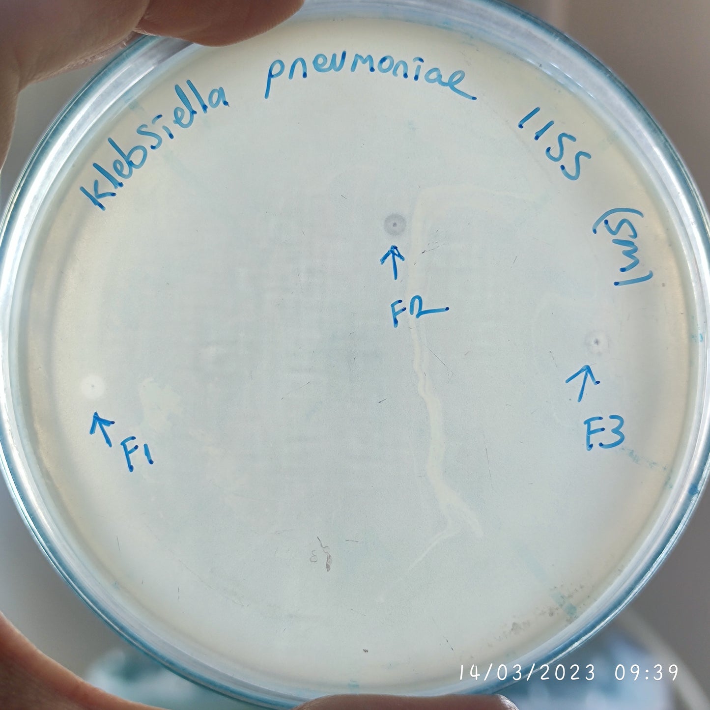 Klebsiella pneumoniae bacteriophage 181155F