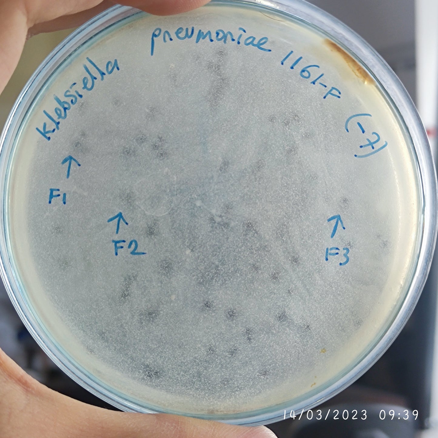 Klebsiella pneumoniae bacteriophage 181161F