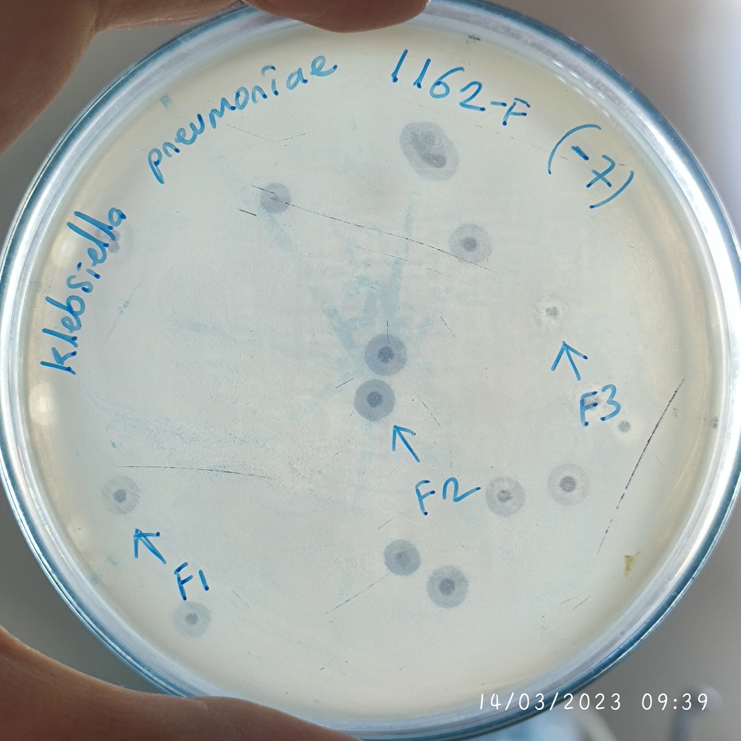 Klebsiella pneumoniae bacteriophage 181162F