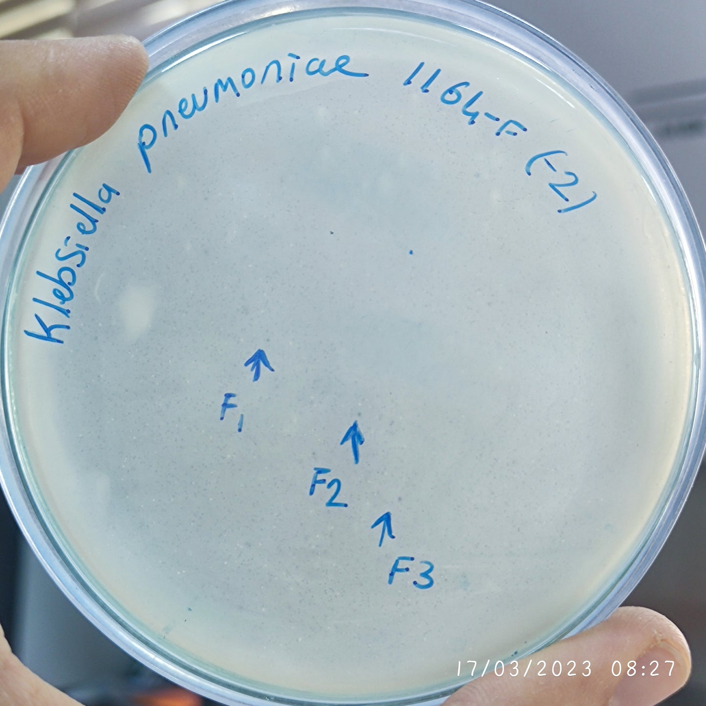 Klebsiella pneumoniae bacteriophage 181164F