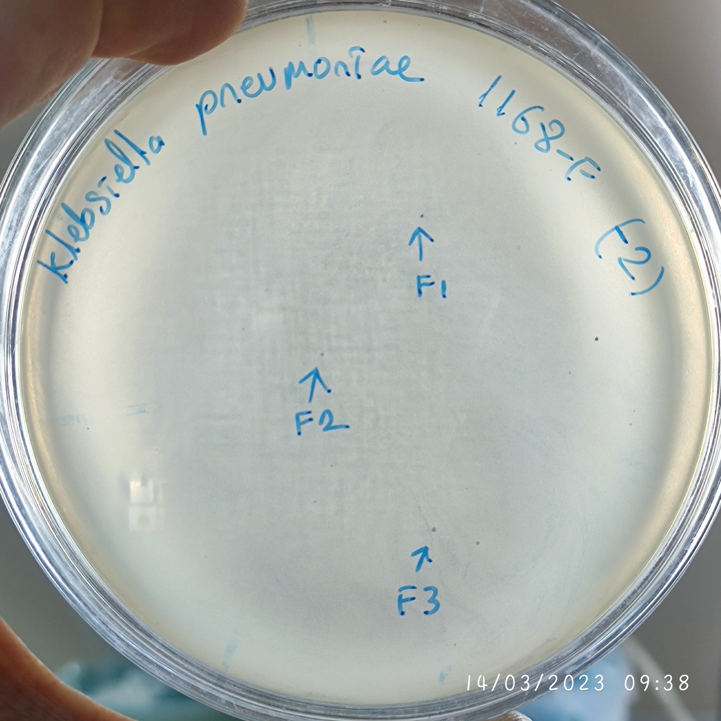 Klebsiella pneumoniae bacteriophage 181168F