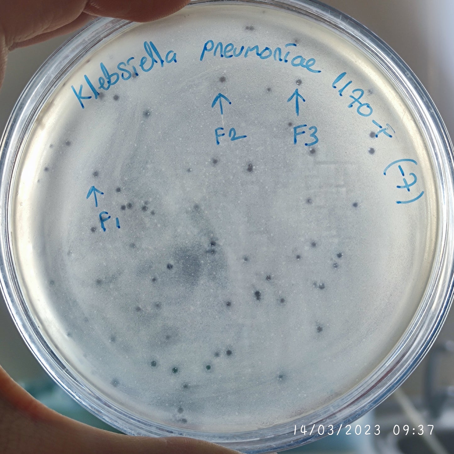 Klebsiella pneumoniae bacteriophage 181170F