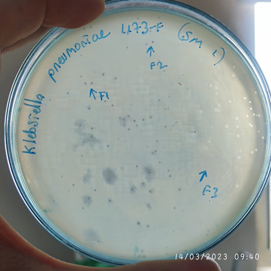 Klebsiella pneumoniae bacteriophage 181173F