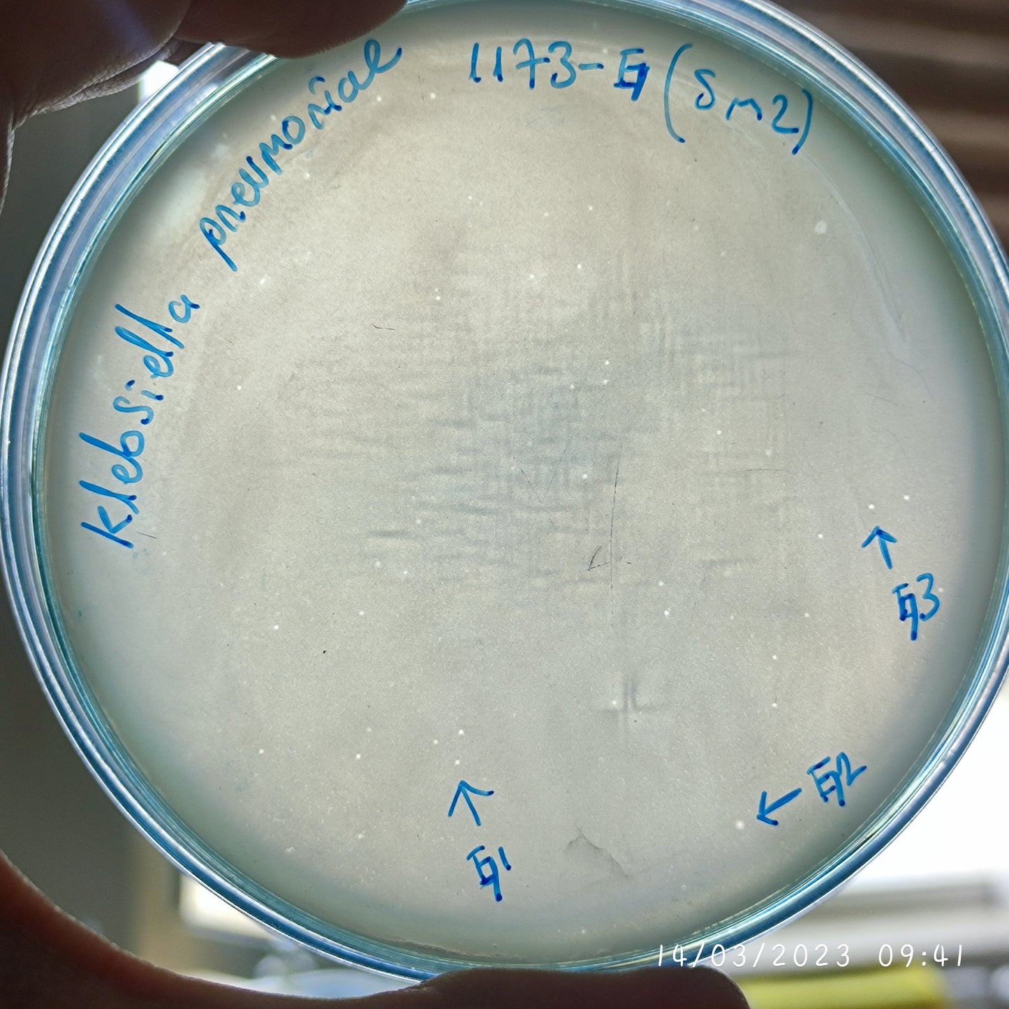 Klebsiella pneumoniae bacteriophage 181173G