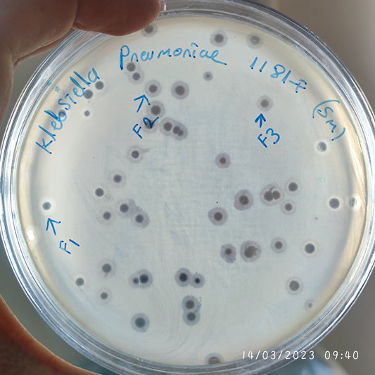 Klebsiella pneumoniae bacteriophage 181181F