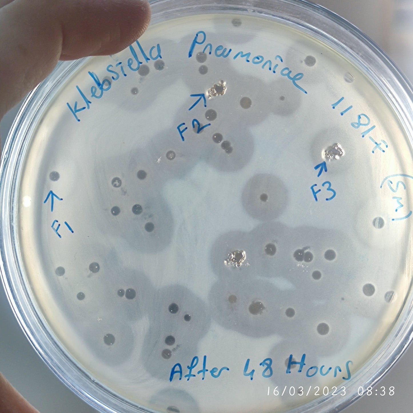 Klebsiella pneumoniae bacteriophage 181181F