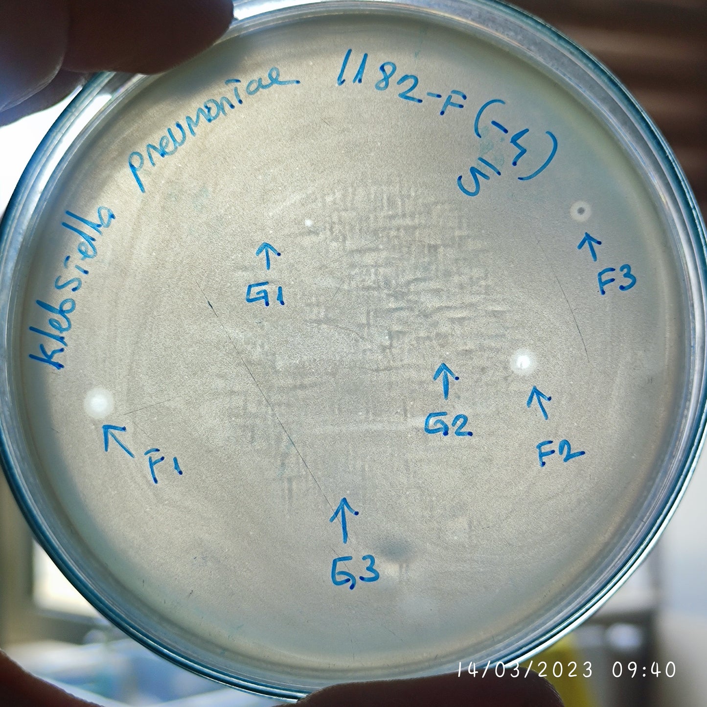 Klebsiella pneumoniae bacteriophage 181182F