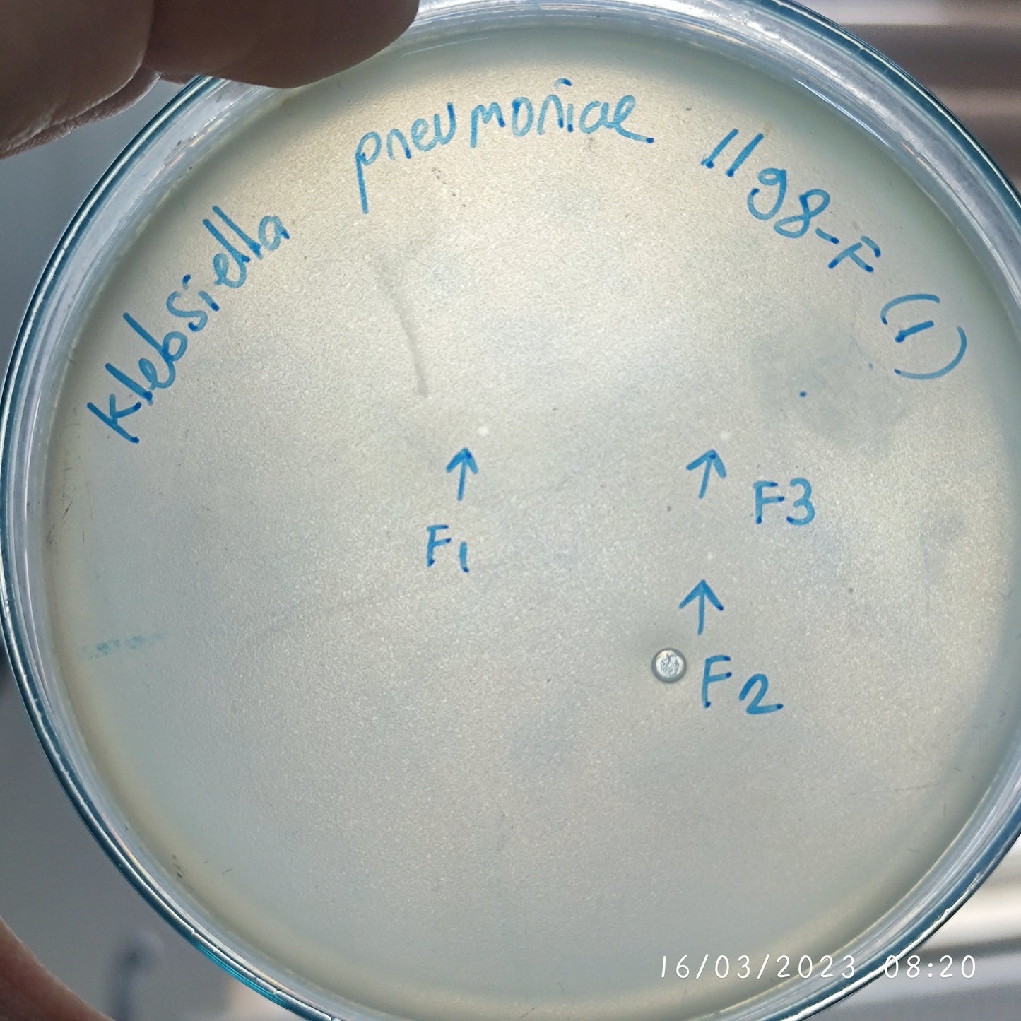 Klebsiella pneumoniae bacteriophage 181198F