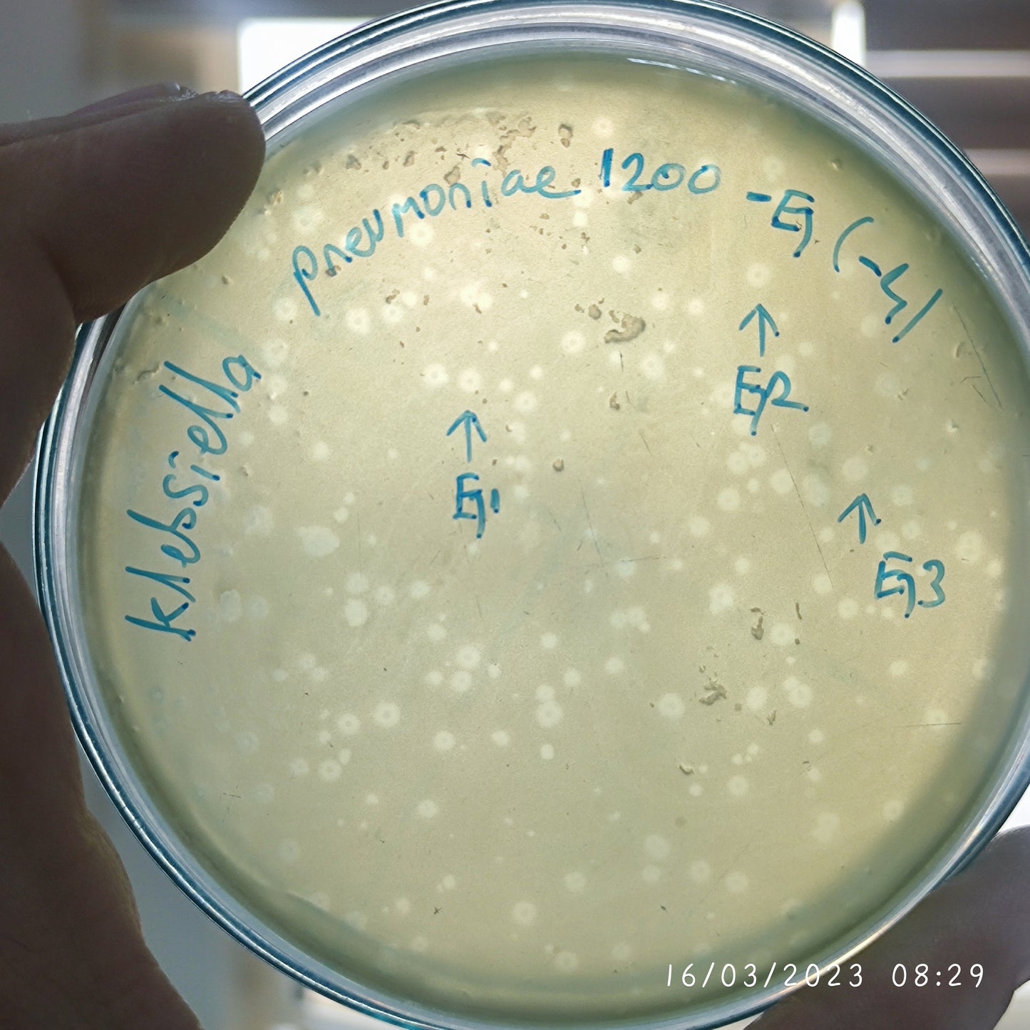 Klebsiella pneumoniae bacteriophage 181200G