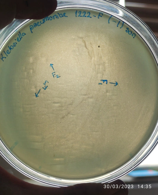 Klebsiella pneumoniae bacteriophage 181222F