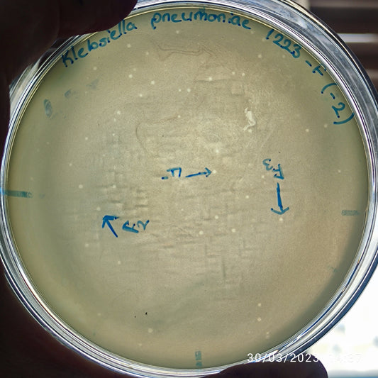Klebsiella pneumoniae bacteriophage 181223F