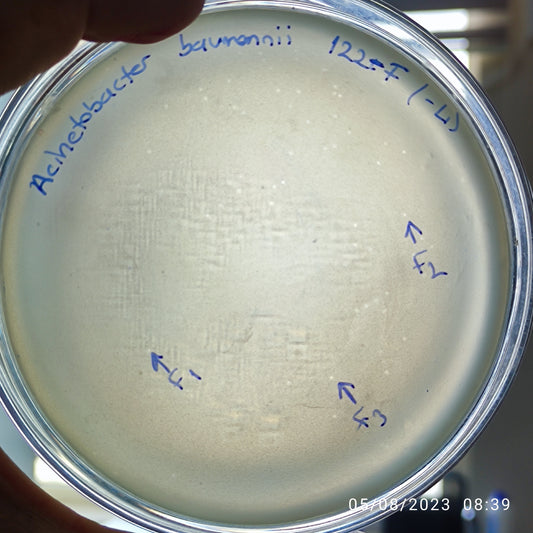 Acinetobacter baumannii bacteriophage 120122F