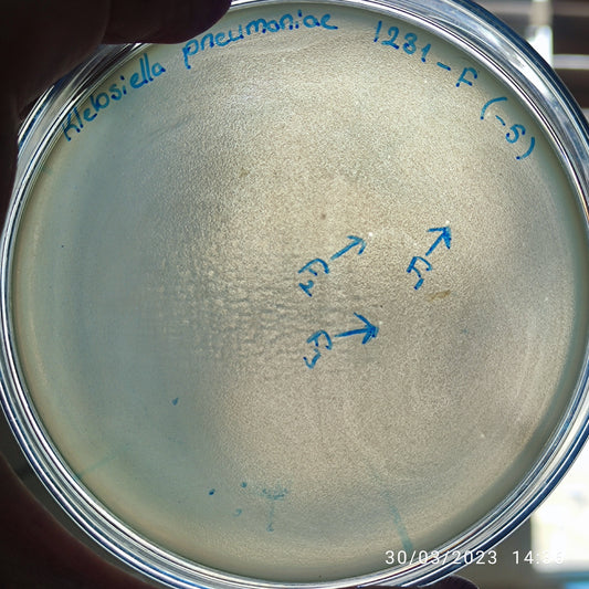 Klebsiella pneumoniae bacteriophage 181231F