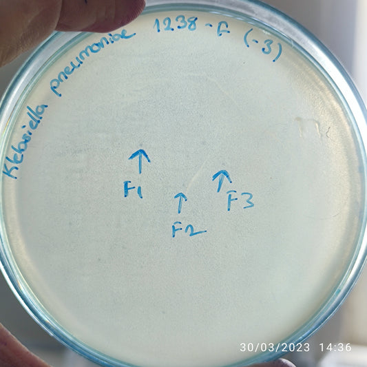 Klebsiella pneumoniae bacteriophage 181238F