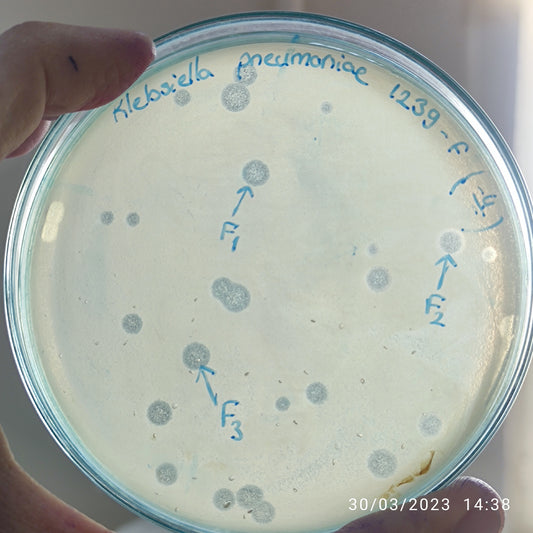 Klebsiella pneumoniae bacteriophage 181239F