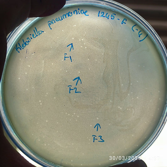 Klebsiella pneumoniae bacteriophage 181245F