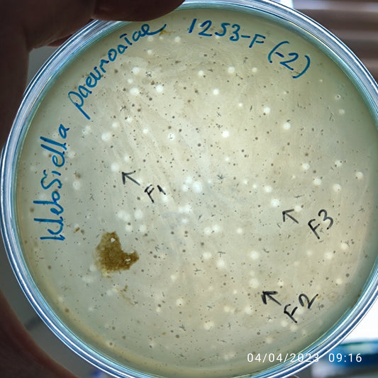 Klebsiella pneumoniae bacteriophage 181253F