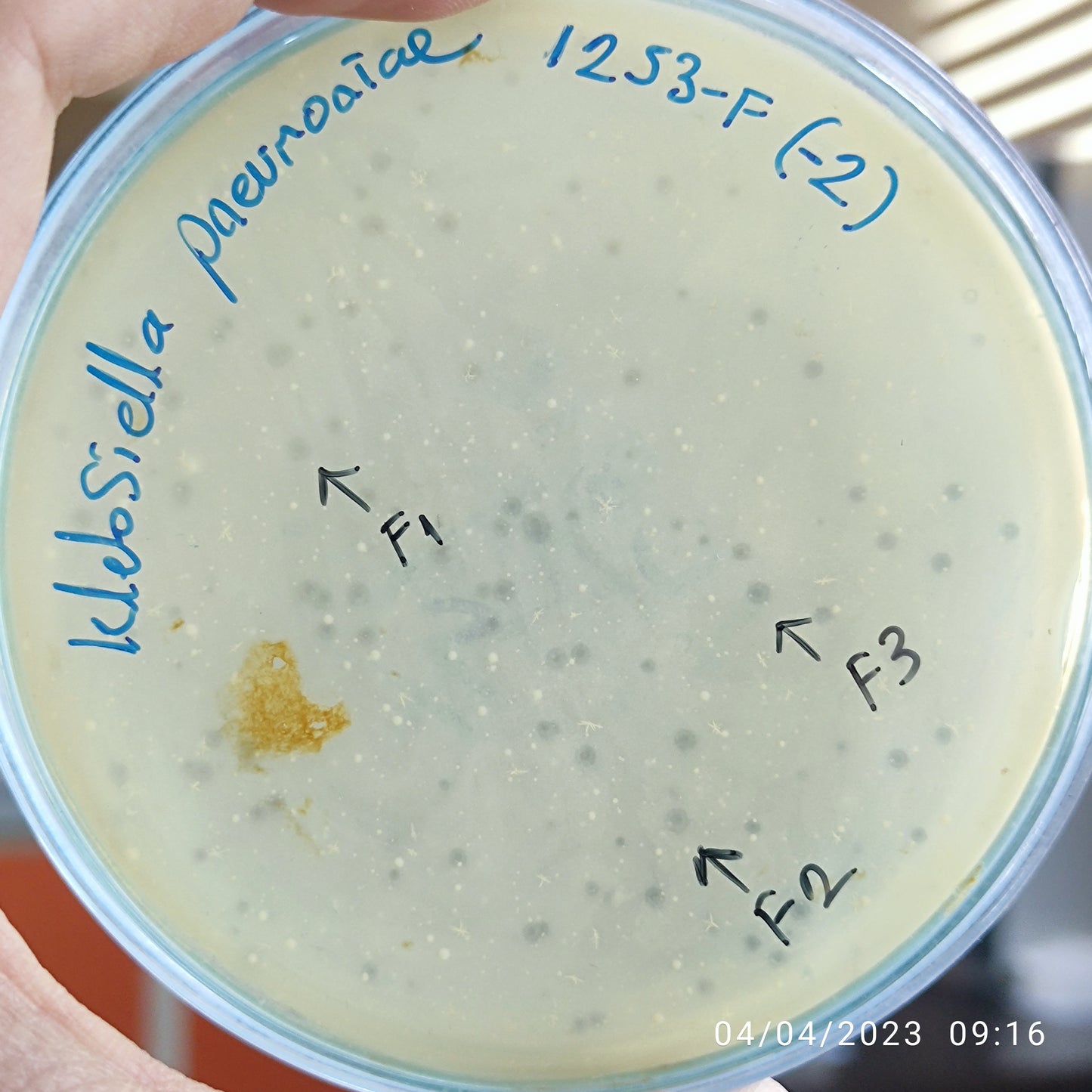 Klebsiella pneumoniae bacteriophage 181253F