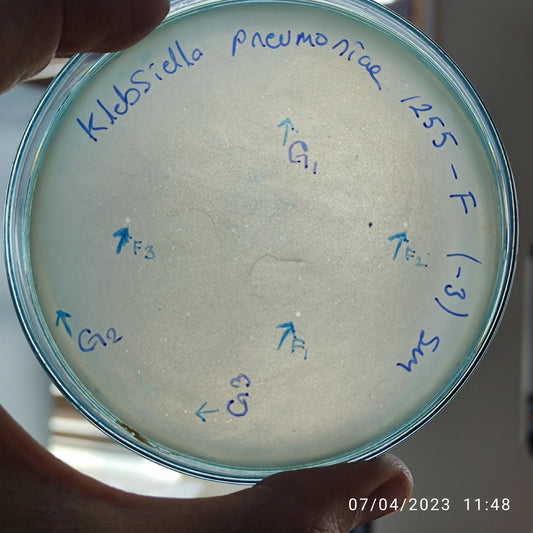 Klebsiella pneumoniae bacteriophage 181255F