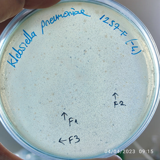 Klebsiella pneumoniae bacteriophage 181257F