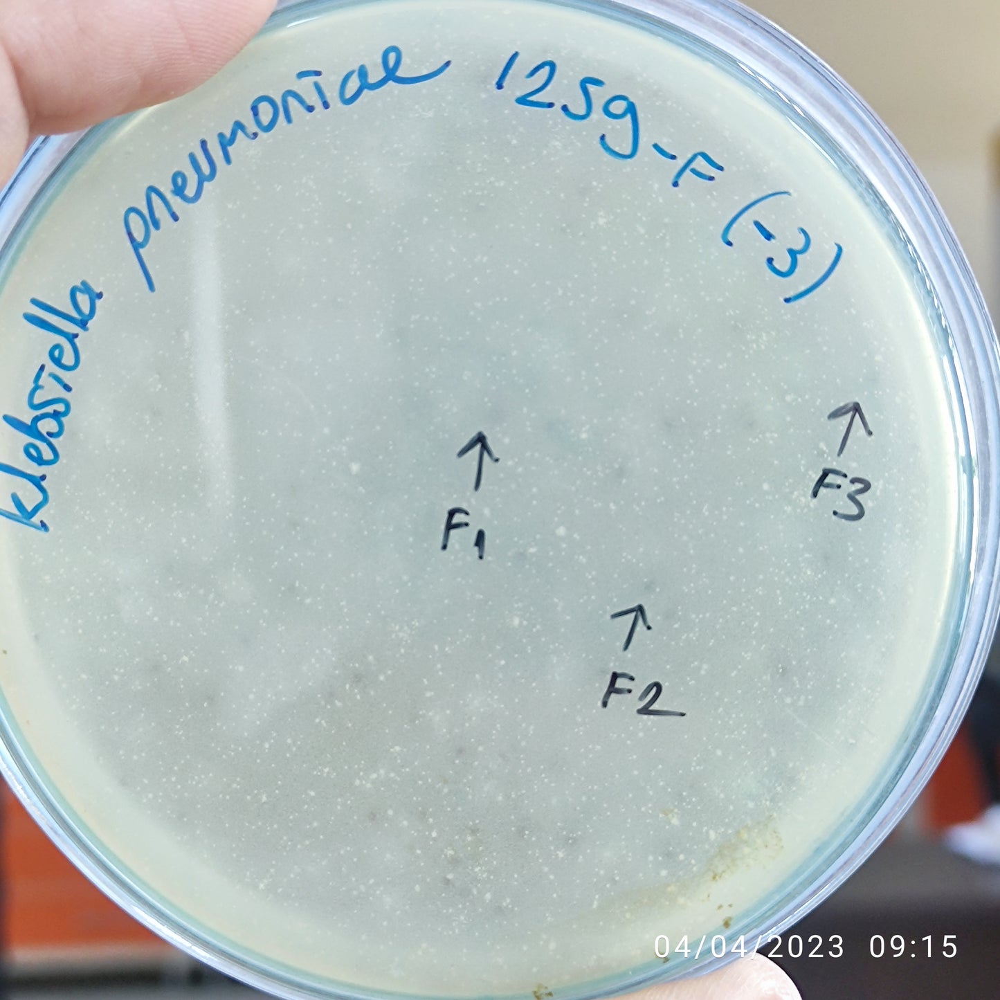 Klebsiella pneumoniae bacteriophage 181259F