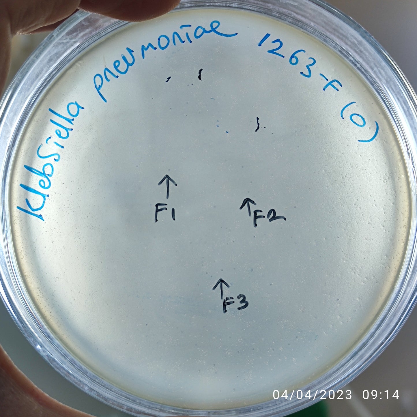 Klebsiella pneumoniae bacteriophage 181263F