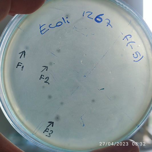 Escherichia coli bacteriophage 101267F