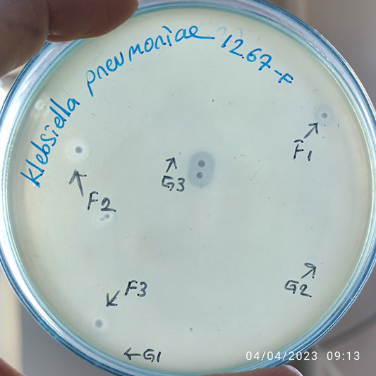Klebsiella pneumoniae bacteriophage 181267F