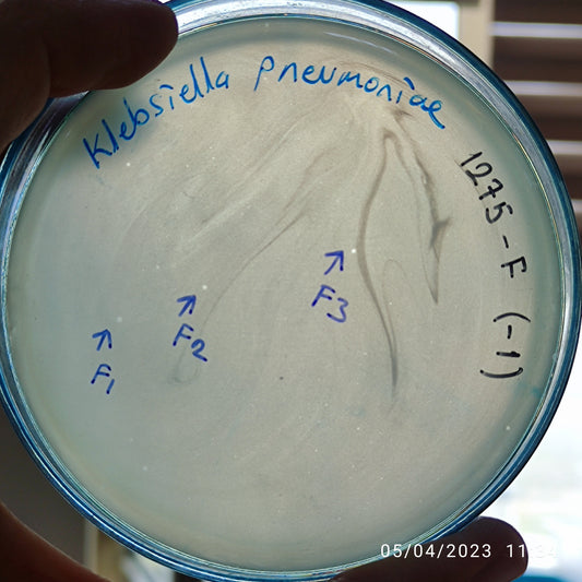 Klebsiella pneumoniae bacteriophage 181275F