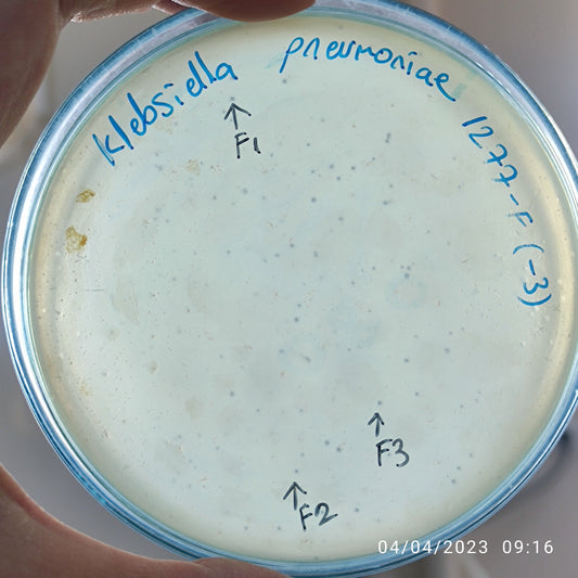 Klebsiella pneumoniae bacteriophage 181277F