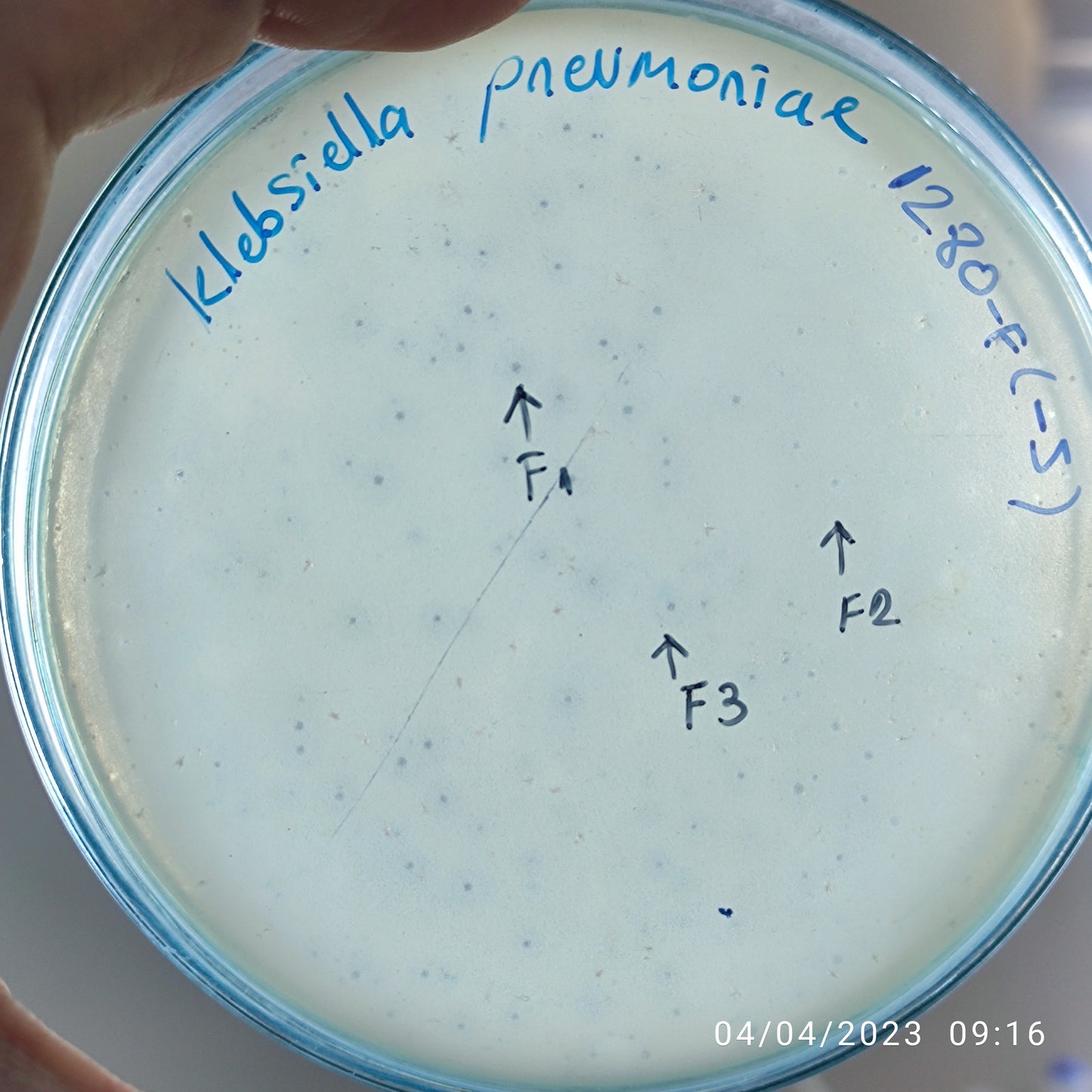 Klebsiella pneumoniae bacteriophage 181280F