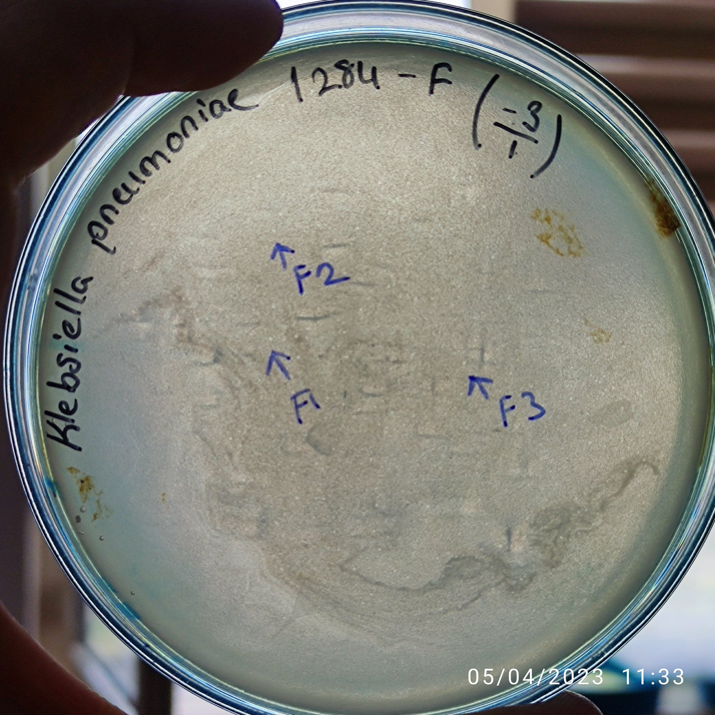 Klebsiella pneumoniae bacteriophage 181284F
