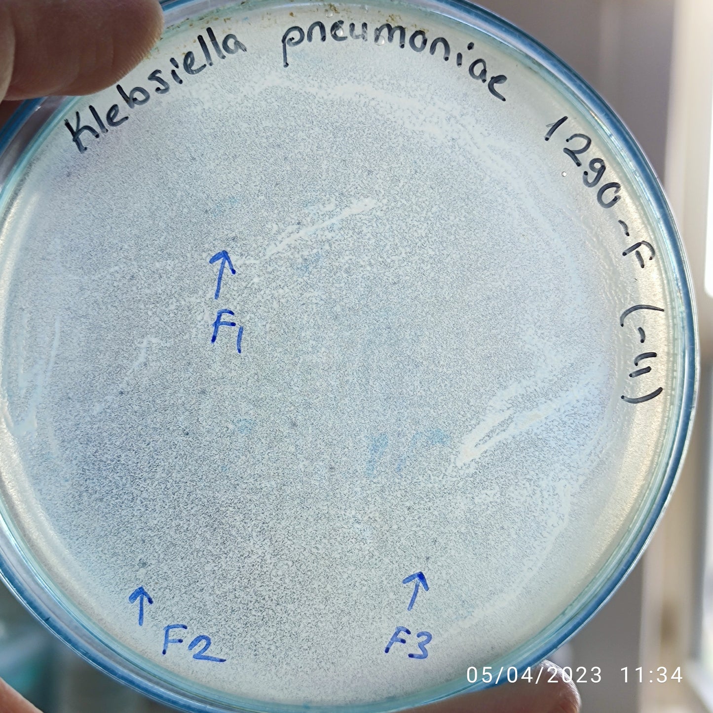 Klebsiella pneumoniae bacteriophage 181290F