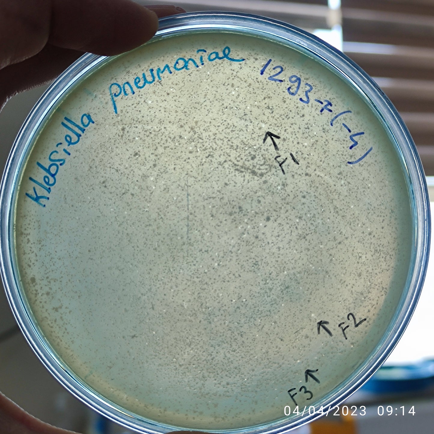 Klebsiella pneumoniae bacteriophage 181293F