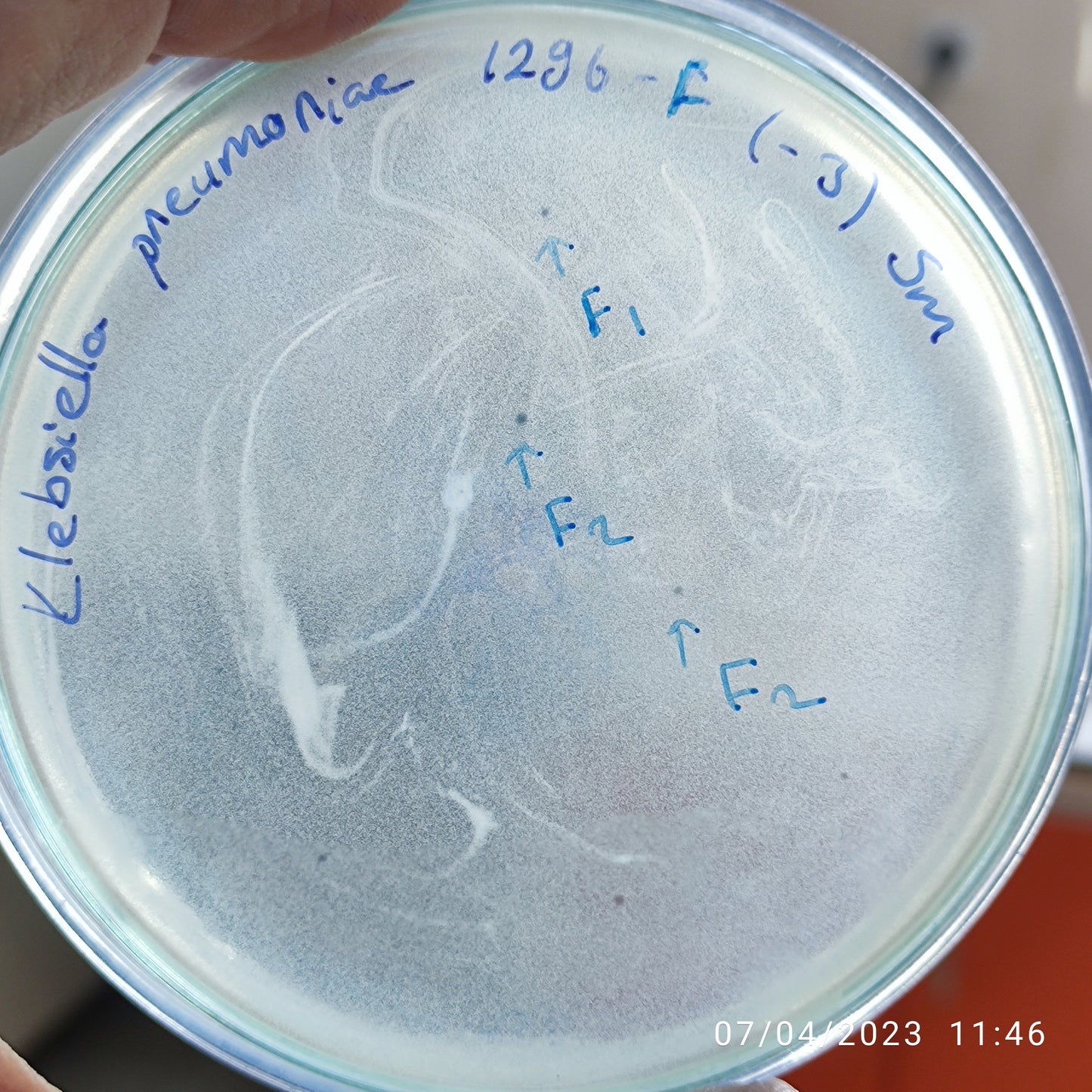 Klebsiella pneumoniae bacteriophage 181296F
