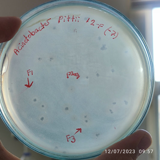 Acinetobacter pittii bacteriophage 128012F