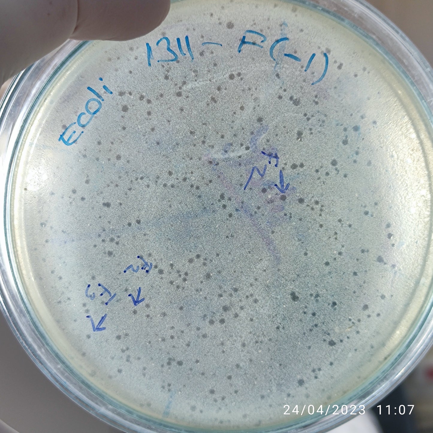 Escherichia coli bacteriophage 101311F